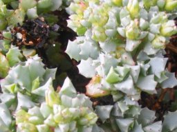 Oscularia deltoides