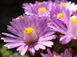 Oscularia deltoides flowers