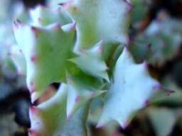 Oscularia deltoides leaves