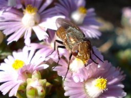 Oscularia deltoides being probed