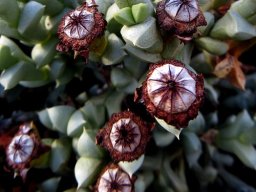 Schlechteranthus albiflorus capsules