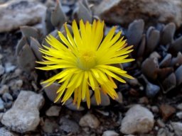 Prepodesma orpenii
