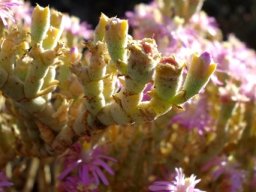 Psilocaulon articulatum
