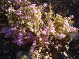Psilocaulon articulatum