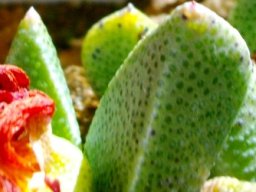 Rabiea leaf spots