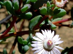 Ruschiella argentea flower