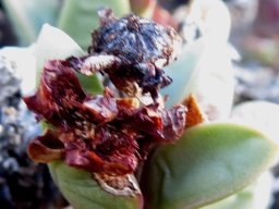Schlechteranthus hallii fruit capsule