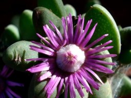Schlechteranthus steenbokensis flower and leaves