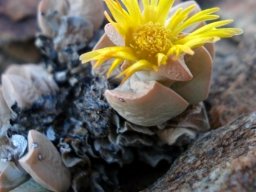 Schwantesia herrei