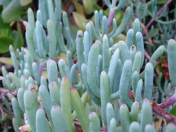 Scopelogena verruculata leaves