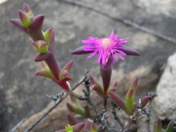 Smicrostigma viride wider sepals than petals