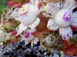 Stoeberia frutescens flowers