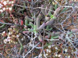 Stoeberia frutescens