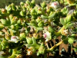 Stoeberia frutescens plenty of buds