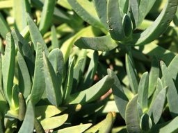 Carpobrotus