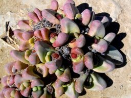 Tanquana prismatica