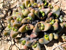 Tanquana prismatica leaves