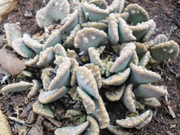 Titanopsis calcarea