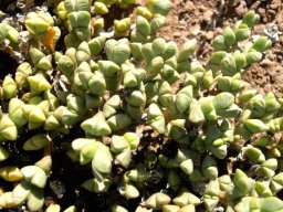 Zeuktophyllum suppositum leaves