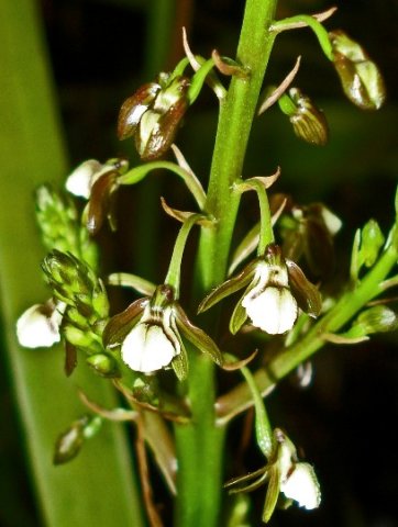 Acrolophia cochlearis