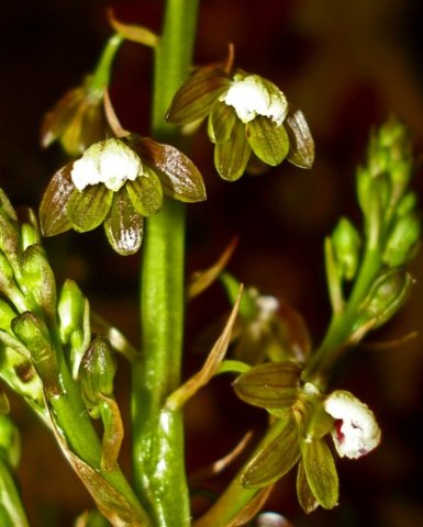 Acrolophia cochlearis nodding flowers, erect buds