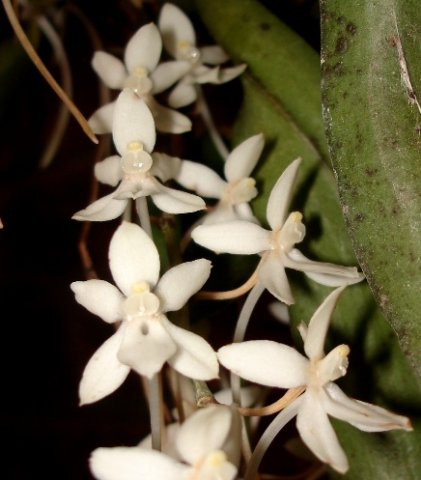 Aerangis mystacidii leaves