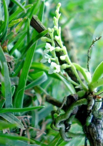 Angraecum chamaeanthus