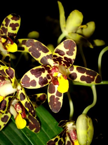 Ansellia africana dark markings