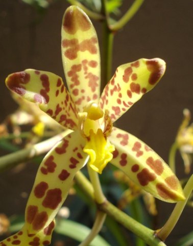 Ansellia africana pale markings