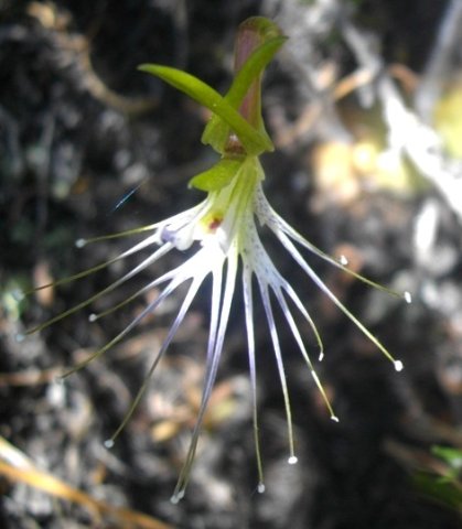 Bartholina etheliae in renosterveld shade