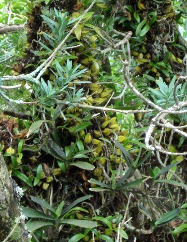 Bulbophyllum sandersonii