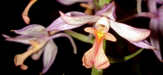 Calanthe sylvatica colours