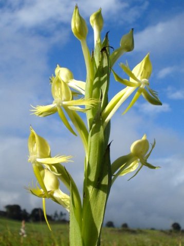 Centrostigma occultans