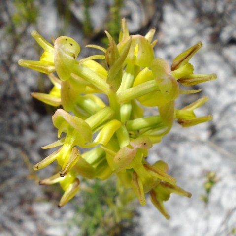Ceratandra atrata, lets do the twist!
