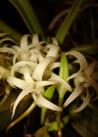 Cyrtorchis arcuata flowers