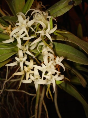 Cyrtorchis arcuata