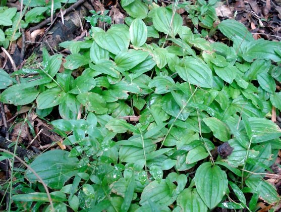 Liparis bowkeri leaves