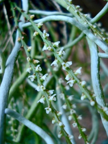 Microcoelia exilis flowers