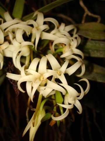 Mystacidium capense