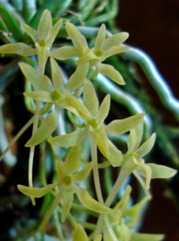 Mystacidium gracile flowers