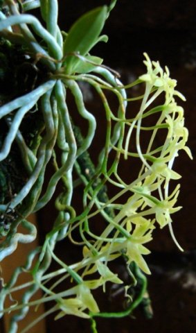 Mystacidium gracile