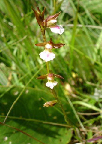 Neobolusia tysonii 