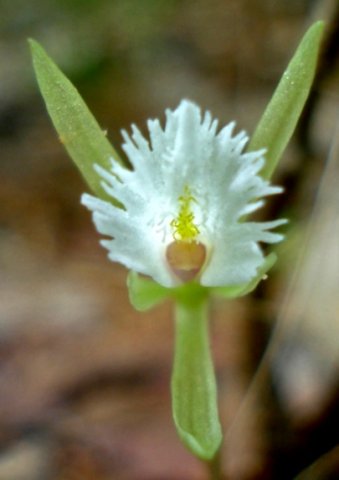 Nervilia crociformis fleshy sepals