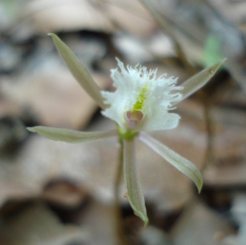 Nervilia crociformis lip fingers