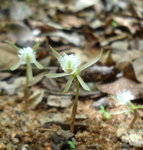 Nervilia crociformis