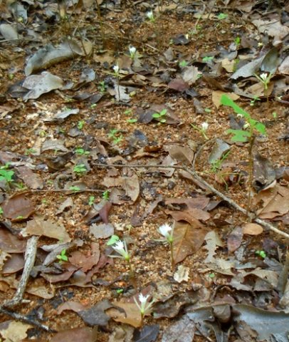 Nervilia crociformis easily trampled