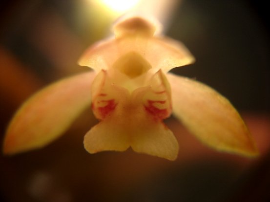 Oeceoclades maculata flower