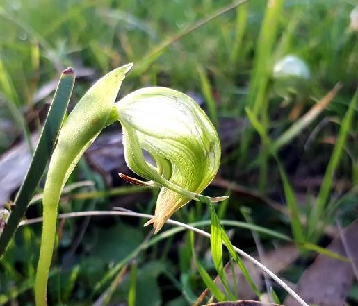 Pterostylis nutans or nodding greenhood, an Australian