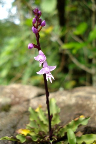 Stenoglottis fimbriata