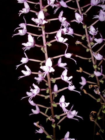 Stenoglottis longifolia